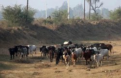 उत्तर प्रदेश में बनेगी ‘गाय सफारी’! योगी सरकार के मंत्री ने रखा प्रस्ताव, जानिए क्या है प्लान