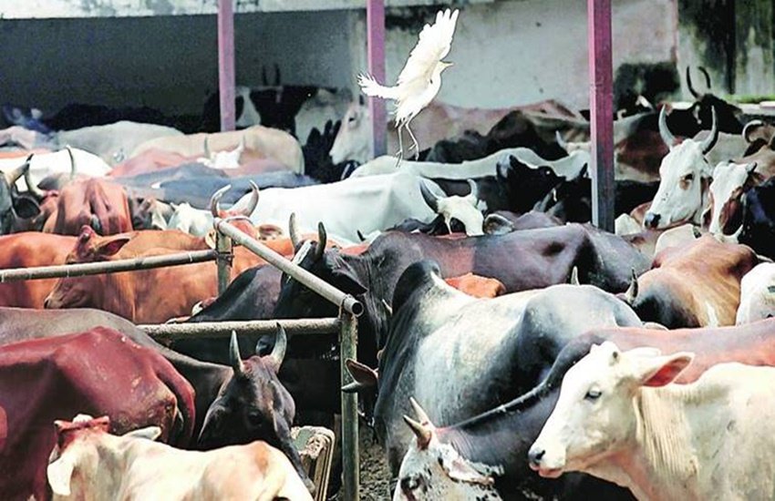 COW