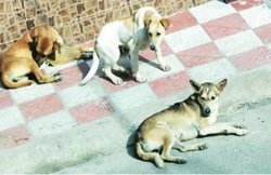 जंगल में लकड़ी लेने गई 8 साल की बच्ची को कुत्तों ने नोंच खाया, बच्ची ने तोड़ा दम