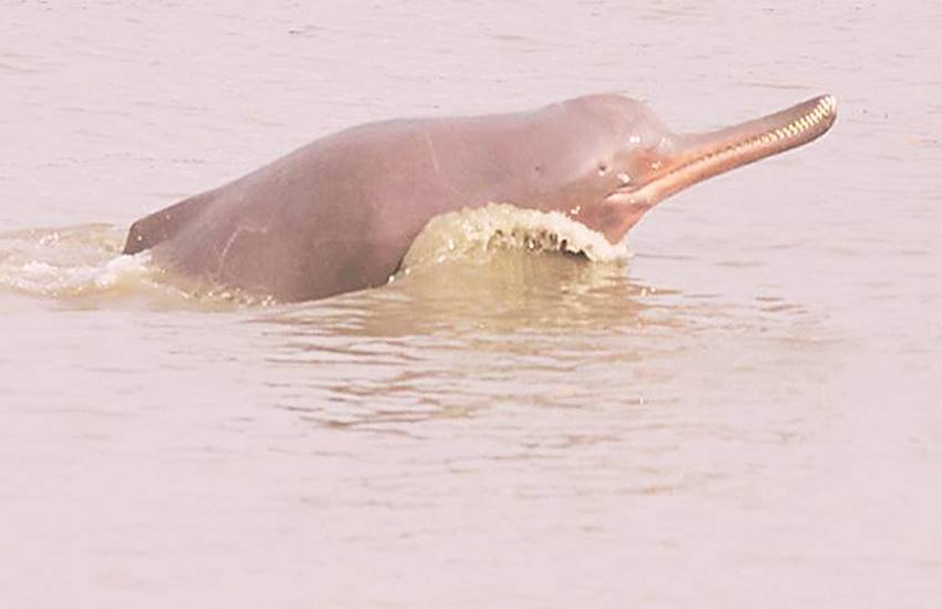 गंगा डाल्फिन के आस्तित्व को इस महान नदी के स्वास्थ्य से जोड़कर देखा जाता है। 