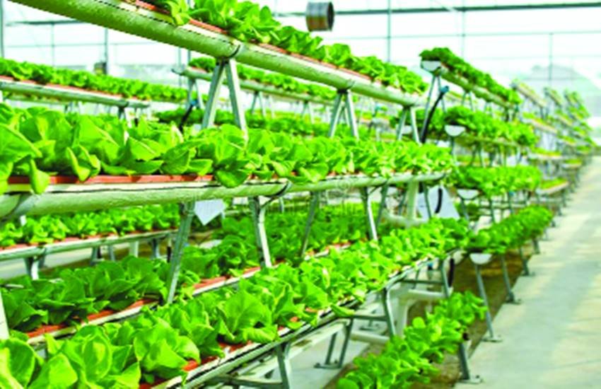 न्यूयार्क शहर में सात सौ किस्म के कृषि-उत्पादन हो रहे हैं।