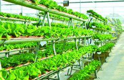 छत पर खेती