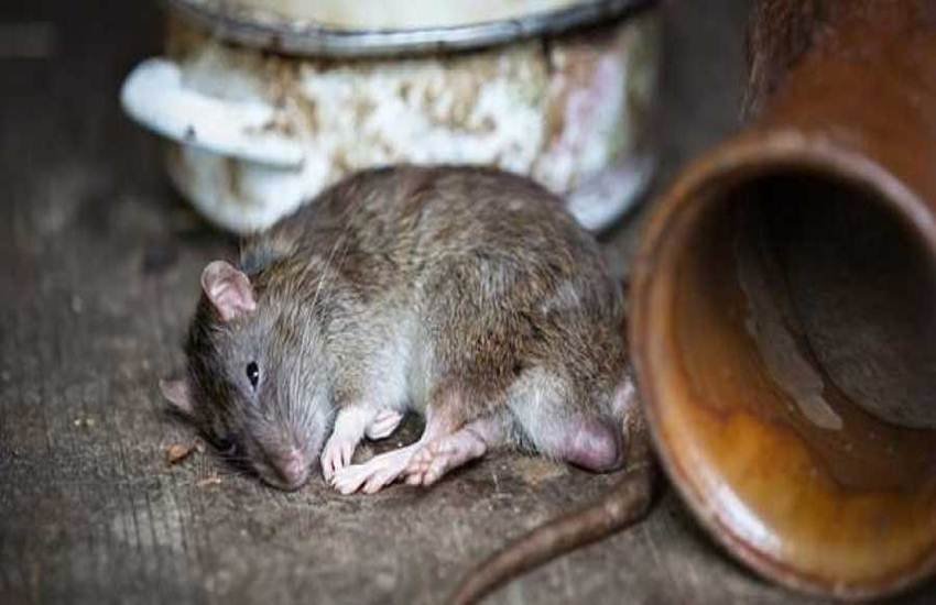 Indian Railways, pest Control, Rats