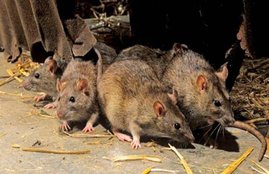 Rats, Indain Railways, News in hindi, Jansatta, latest news