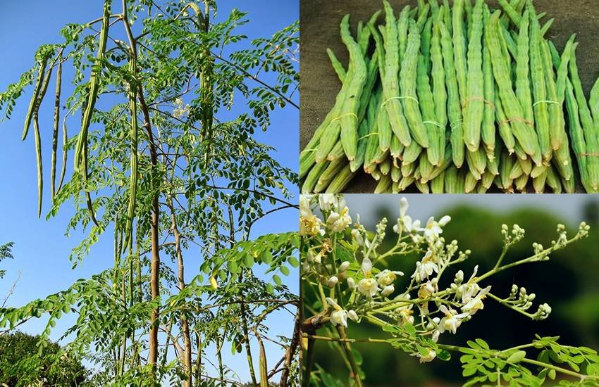 sahjan, Health Benefits of Moringa, sahjan profit, lifestyle news, jansatta lifestyle news, Moringa, drumsticks, drumsticks vegetable benefits, drumsticks leaves benefits, drumsticks health benefits, drumstick benefits in hindi, drumstick for health, drumstick for patients, health news in hindi, health news,