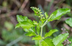 Tulsi For Diabetes: तुलसी पत्ता खाकर करें डायबिटीज कंट्रोल, जानिए आयुर्वेद और व्यायाम के साथ कैसे ब्लड शुगर नियंत्रित होगा