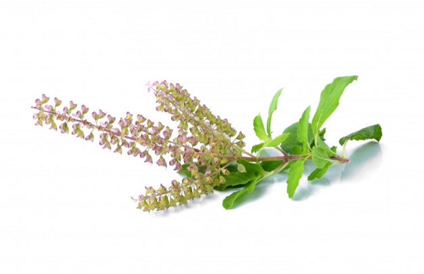 Health News, Health News in Hindi, Tulsi Leaves, cold and cough, Tulsi Leaves for cold and cough, tulsi leaves for cold, tulsi leaves uses for cold, is tulsi leaves good for cold, tulsi for cold and cough, tulsi for cough, tulsi for cold, tulsi for fever, tulsi for immunity