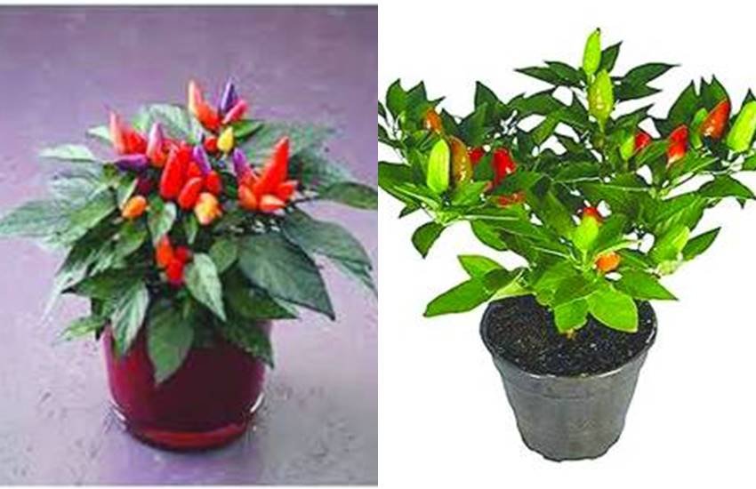 इस मौसम में उगने वाली सब्जियों की देखभाल बहुत जरूरी होती है, नहीं तो उनमें फल नहीं आ पाते, मौसम बदलने के साथ उन पर कीट-पतंगों का हमला बढ़ जाता है। सब्जियों के पौधों की हर हफ्ते गुड़ाई जरूर करें। मिट्टी को भुरभुरी रखें। ज्यादा पानी न दें। 