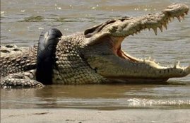 Indonesia, crocodile, Bike Tire, Tire, इंडोनेशिया, मगरमच्छ, मगरमच्छ के गले में फंसा टायर, टायर, बाइक का टायर