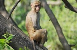 बेंगलूरु