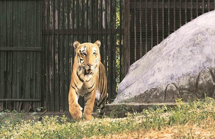 bengal tiger