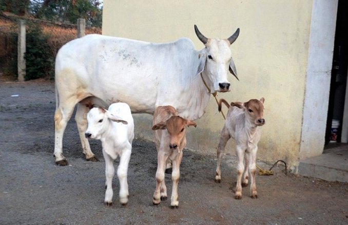 बछड़े की मौत का प्रायश्चित करने के लिए पंचायत ने सुनाया नाबालिग बेटी की शादी का फरमान
