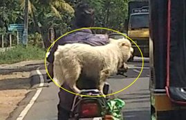 Motor Vehicle Act, Men Driving with dog fined, Kerala Man Fined By traffic department, weird challan, kerala man fined due to dog, new motor vehicle act rule