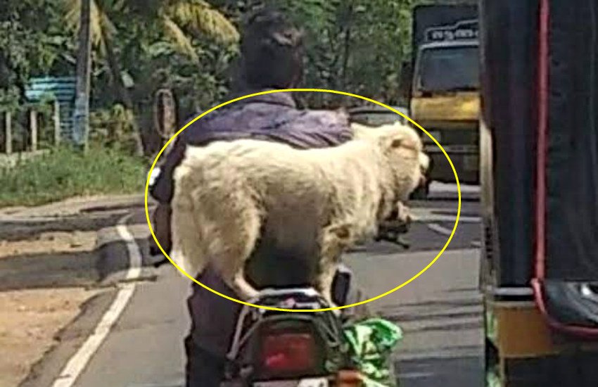 Motor Vehicle Act, Men Driving with dog fined, Kerala Man Fined By traffic department, weird challan, kerala man fined due to dog, new motor vehicle act rule