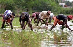 PM Kisan Samman Nidhi Yojna: पीएम किसान सम्मान निधि एप हुआ लॉन्च, जानिए- किसानों को कैसे मिलेगी मदद