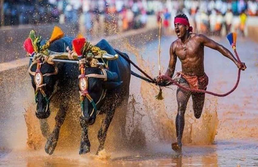 कर्नाटक का पारंपरिक खेल भैंसा दौड़ में भाग लेता धावक। 