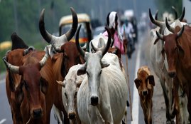 Scientists open proposal, indigenous, cow, online petition, petition,ministry of science and technology,cow,scientists, cow dung,cow urine,cowpathy,CSIR,Department of Biotechnology,diary,ghee,Indian Council of Medical Research,Ministry of AYUSH