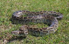 python