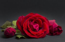 happy rose day, happy rose day 2020, happy rose day images, happy rose day images 2020, happy rose day 2020 status, happy rose day wishes images, happy rose day quotes, happy happy rose day wishes quotes, happy rose day wallpaper, happy rose day video, happy rose day pics, happy rose day greetings, happy rose day card, happy rose day photos, happy rose day messages, happy rose day sms, happy rose day wishes sms, happy rose day wishes messages, happy rose day status video, happy rose day wishes status, happy rose day shayari, happy rose day whatsapp video, happy rose day whatsapp status