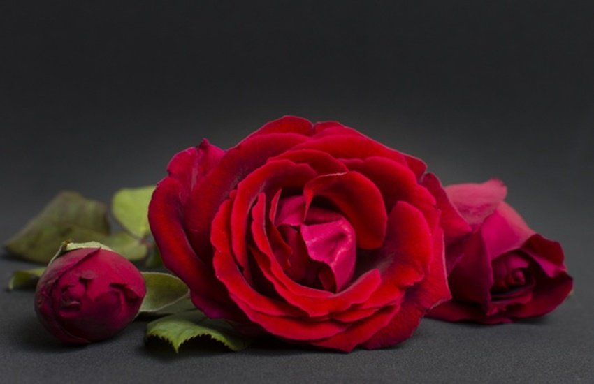 happy rose day, happy rose day 2020, happy rose day images, happy rose day images 2020, happy rose day 2020 status, happy rose day wishes images, happy rose day quotes, happy happy rose day wishes quotes, happy rose day wallpaper, happy rose day video, happy rose day pics, happy rose day greetings, happy rose day card, happy rose day photos, happy rose day messages, happy rose day sms, happy rose day wishes sms, happy rose day wishes messages, happy rose day status video, happy rose day wishes status, happy rose day shayari, happy rose day whatsapp video, happy rose day whatsapp status