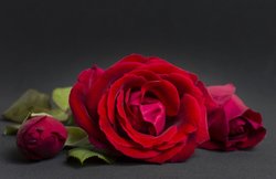 Happy Rose Day 2020 Wishes Images, Quotes, Status, photos: फूल खिलते रहे आपकी ज़िन्दगी की राहों में….. अपने दिल की बात बताने के लिए भेजें ये मैसेज