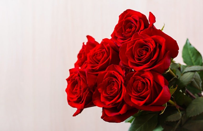 rose day, rose day 2020, happy rose day, happy rose day 2020, rose day date, rose day date 2020, happy rose day date, rose day 2020 date, rose day importance, valentine week, valentine week 2020, valentine weekday list, happy valentine day, valentine day list, valentine week list, valentine week 2020