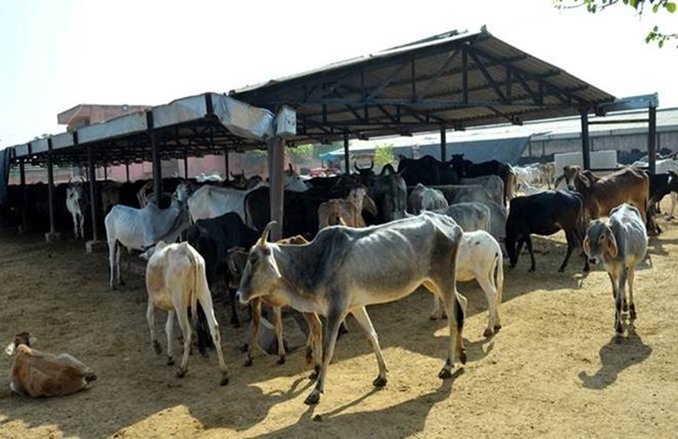 कोलकाता: गोमूत्र पूजन में मूत्र पीकर अस्पताल पहुंचा पुलिस का जवान, आयोजक BJP नेता पर केस दर्ज
