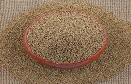 Ajwain, Ajwain for Uric Acid, how to reduce uric acid, ajwain seeds for uric acid, herbs for uric acid, uric acid control, how to reduce uric acid, uric acid test, high uric acid, uric acid pain, how to lower uric acid