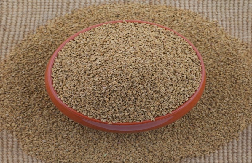 Ajwain, Ajwain for Uric Acid, how to reduce uric acid, ajwain seeds for uric acid, herbs for uric acid, uric acid control, how to reduce uric acid, uric acid test, high uric acid, uric acid pain, how to lower uric acid Ajwain, Ajwain for Uric Acid, how to reduce uric acid, ajwain seeds for uric acid, herbs for uric acid, uric acid control, how to reduce uric acid, uric acid test, high uric acid, uric acid pain, how to lower uric acid