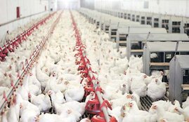 Coronavirus, Coronavirus patients in india, chicken and coronavirus, eating chicken in coronavirus, paracetamol in coronavirus, coronavirus and paracetamol, Coronavirus harmful effects, medicines in coronavirus, coronavirus medicines, death in india from Coronavirus, 2nd death in india from Coronavirus, Coronavirus outbreak all over the world, Coronavirus effects, how Coronavirus affects people, Coronavirus latest update, Coronavirus Update, Coronavirus Latest News, coronavirus in delhi, coronavirus in delhi news, coronavirus death toll in india, coronavirus in india latest news, coronavirus for weak immunity people, coronavirus prevention, coronavirus infection, corona virus in india, india coronavirus, coronavirus in kerela, corona in india, coronavirus update, coronavirus in india, corona virus, symptoms of coronavirus, coronavirus in delhi, Coronavirus cure, Coronavirus medicine, Coronavirus treatment, Coronavirus vaccine, coronavirus, coronavirus latest news, coronavirus news, coronavirus in delhi, coronavirus in delhi news, coronavirus live update, coronavirus news update, coronavirus prevention, coronavirus infection, coronavirus in india
