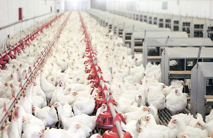 Coronavirus, Coronavirus patients in india, chicken and coronavirus, eating chicken in coronavirus, paracetamol in coronavirus, coronavirus and paracetamol, Coronavirus harmful effects, medicines in coronavirus, coronavirus medicines, death in india from Coronavirus, 2nd death in india from Coronavirus, Coronavirus outbreak all over the world, Coronavirus effects, how Coronavirus affects people, Coronavirus latest update, Coronavirus Update, Coronavirus Latest News, coronavirus in delhi, coronavirus in delhi news, coronavirus death toll in india, coronavirus in india latest news, coronavirus for weak immunity people, coronavirus prevention, coronavirus infection, corona virus in india, india coronavirus, coronavirus in kerela, corona in india, coronavirus update, coronavirus in india, corona virus, symptoms of coronavirus, coronavirus in delhi, Coronavirus cure, Coronavirus medicine, Coronavirus treatment, Coronavirus vaccine, coronavirus, coronavirus latest news, coronavirus news, coronavirus in delhi, coronavirus in delhi news, coronavirus live update, coronavirus news update, coronavirus prevention, coronavirus infection, coronavirus in india