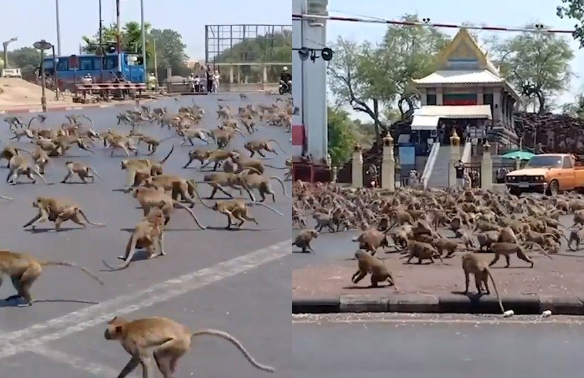 देखते ही देखते कोरोना पूरी दुनिया के लिए सिरदर्द बन चुका है। इसी बीच सोशल मीडिया में एक विडियो वायरल हो रहा है जिसमें सैकड़ों बंदर आपस में लड़ रहे हैं।