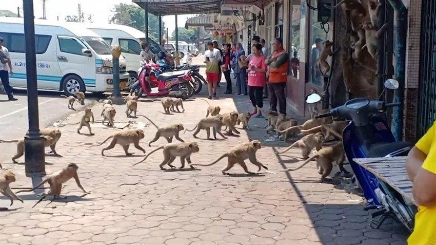 यहां पर बड़ी तादाद में बंदर भी रहते हैं। इन बंदरों को टूरिस्ट ही केले या फिर और कुछ खाने को दे दिया करते थे।