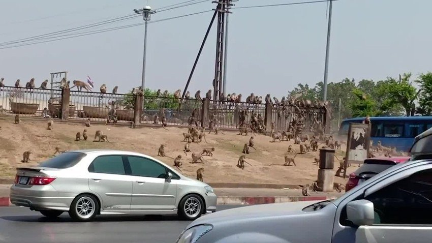 हमेशा टूरिस्टों से आबाद रहने वाला ये इलाका कोरोना वायरस के खौफ से सूना पड़ा है। इसका नतीजा ये हुआ कि बंदरों को भूख की मार झेलनी पड़ रही है।