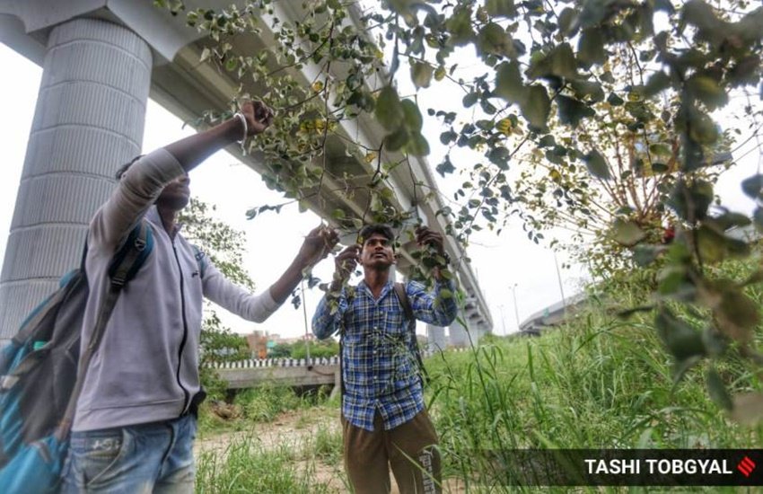 भूखे प्यासे अपने घरों की तरफ निकले कुछ मजदूरों को NH 24 के किनारे लगे जंगली बेर के पेड़ से अपनी भूख मिटानी पड़ी।