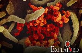 coronavirus