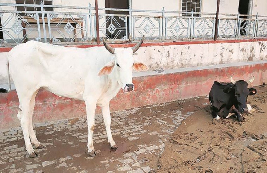 गौमूत्र पिलाकर कोरोना वायरस ठीक होने का दावा करनेवाला बीजेपी कार्यकर्ता ...