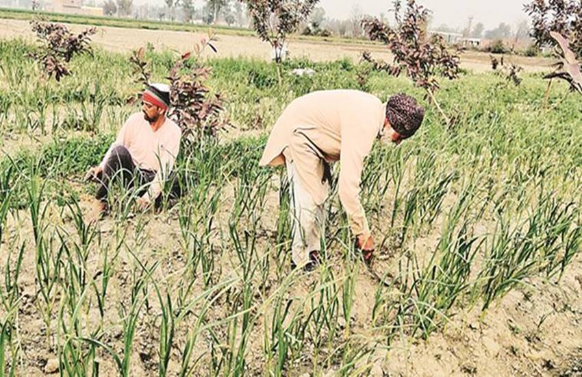 खेतों में काम करता भारतीय किसान। (फोटो -इंडियन एक्सप्रेस)