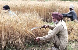 कोरोना से लॉकडाउन में थमी फसलों की कटाई, 10 करोड़ टन गेंहू की फसल का क्या होगा? फसल बीमा योजना में भरपाई का प्रावधान नहीं