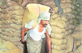 food grains