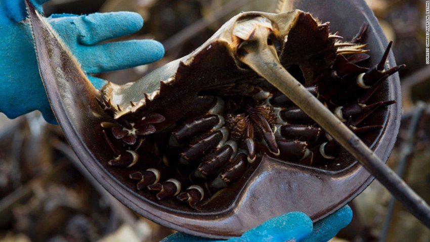 विशेषज्ञों का मानना है कि हॉर्स शू केकड़े के नीले खून में तांबा भारी तादाद में मौजूद होता है। इसके साथ ही एक ख़ास तरह का रसायन भी होता है जो किसी बैक्टीरिया के आसपास जमा हो जाता है और उसकी पहचान करता है।