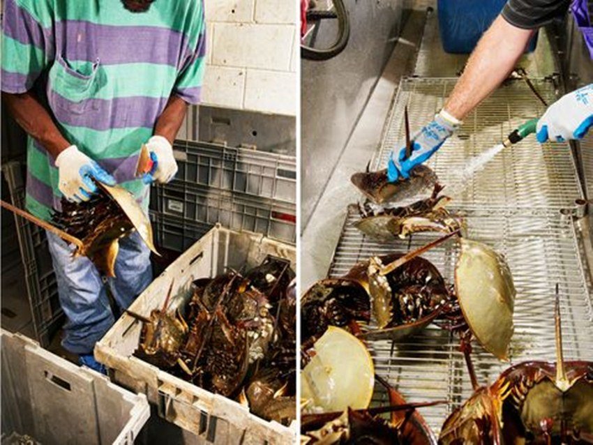 इनके खून की कीमत ने ही इनके अस्तितव के लिए खतरा पैदा कर दिया है। तेजी से ये जीव समाप्त हो रहे हैं। कुछ शिकार तो कुछ प्रदूषण की भेंट चढ़ जा रहे हैं।