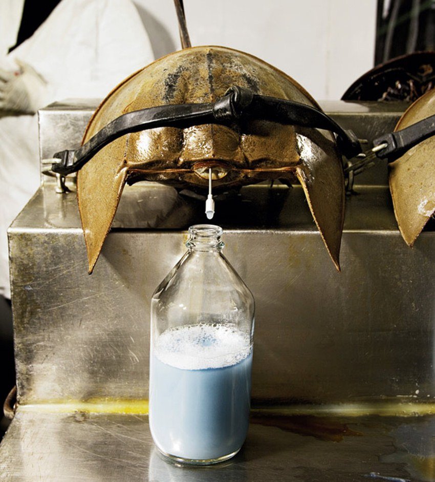 अंतर्राष्ट्रीय बाजार में हार्स शू क्रैब्स के एक लीचर खून की कीमत 11 लाख रुपए के करीब है। ये धरती पर बिकने वाला सबसे महंगा तरल पदार्थ है।