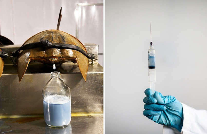 यूं तो खून का रंग लाल होता है, फिर चाहे वो इंसान का हो या फिर जानवर का। लेकिन इसी धरती पर एक जीव ऐसा भी है जिसका खून नीले रंग का है। इस जीव के खून की कीमत 11 लाख रूपए प्रति लीटर के करीब है। इस जीव को दुनिया का सबसे पुराना जीव होने का दावा किया जाता है। माना जाता है कि ये जीव 45 करोड़ साल से धरती पर हैं। इस अजीबोगरीब जीव का नाम है हॉर्श शू क्रैब। ( All Photos: Google free Images)