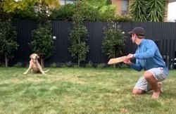 Covid-19: कीवी कप्तान को DOGGY ने किया कैच आउट, शिखर धवन ने लिए मजे; देखें VIDEO