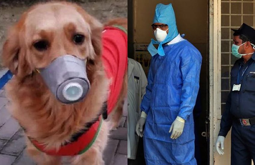 Coronavirus Updates: इंसान से जानवर में फैला कोरोना वायरस। Coronavirus Updates: इंसान से जानवर में फैला कोरोना वायरस।