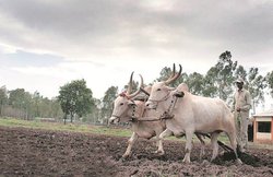 पीएम किसान सम्मान निधि योजना की किस्तें पाने के लिए जरूरी है 31 मार्च तक आधार कार्ड लिंक कराना