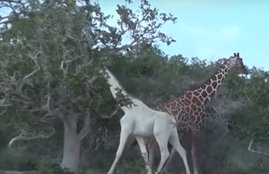 white giraffe