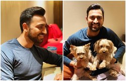 हार्दिक पंड्या के बड़े भाई क्रुणाल ने 2 डॉगियों संग पोस्ट की तस्वीर, फैंस ने पूछा- तीसरा…