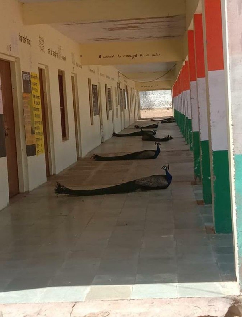 इस तस्वीर में कुछ मोर उचित दूरी बनाकर किसी खाली इमारत के बरामदे में बैठे हैं। यह तस्वीर सही है या फर्जी इस बात की पुष्टि नहीं हुई है लेकिन सोशल मीडिया में यह काफी वायरल हो रही है।